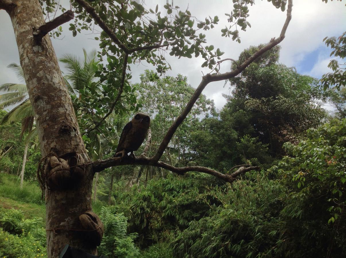 Explore Sinharaja Rain Forest Tour Camp Dombagoda 外观 照片