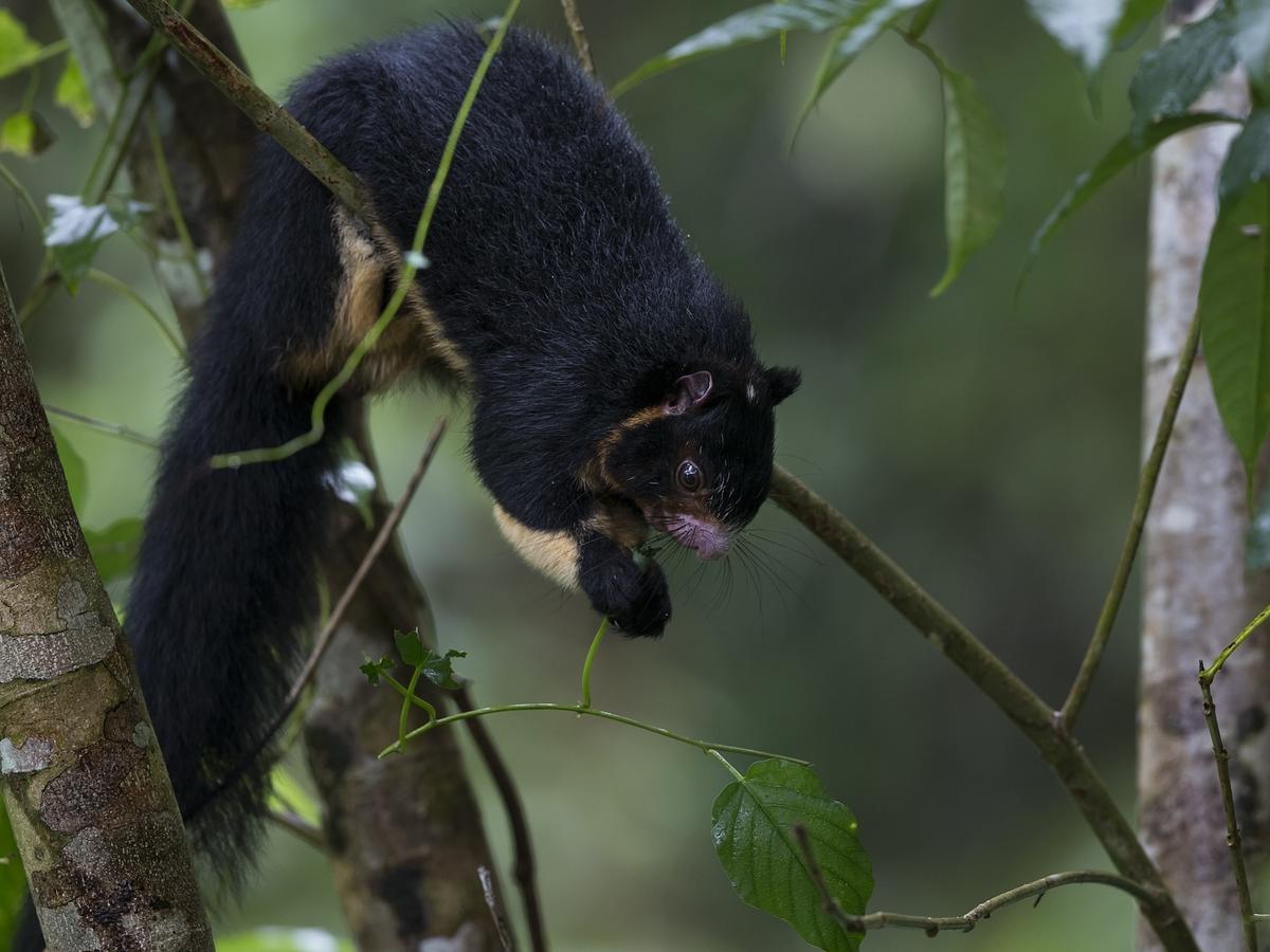 Explore Sinharaja Rain Forest Tour Camp Dombagoda 外观 照片