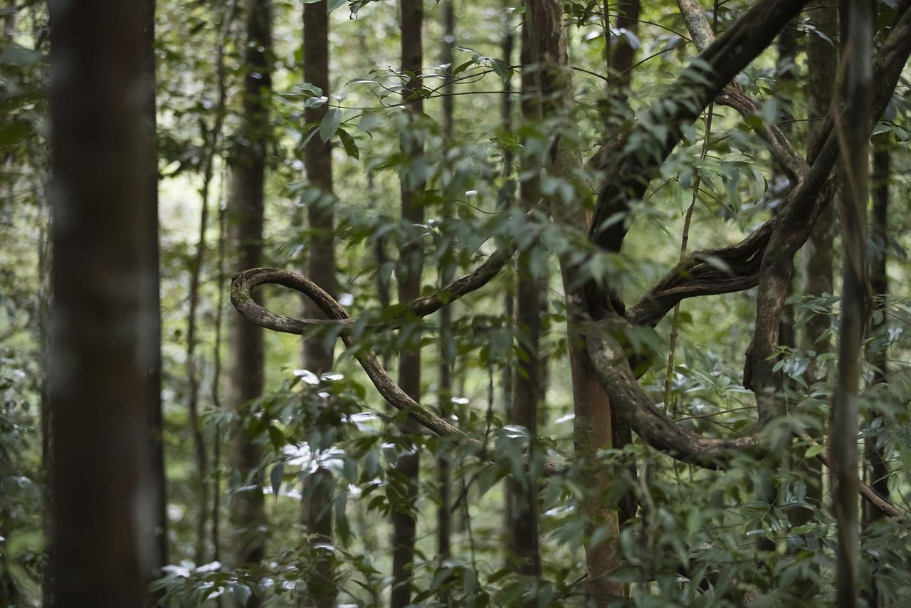 Explore Sinharaja Rain Forest Tour Camp Dombagoda 外观 照片